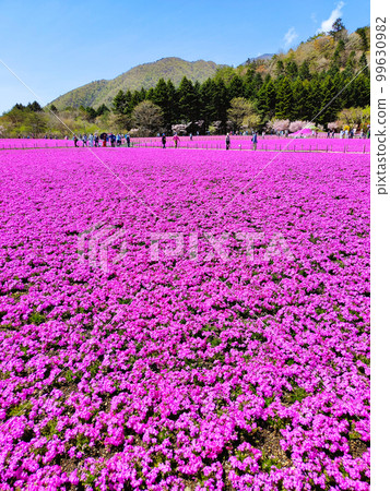 富士柴葉櫻花節 99630982