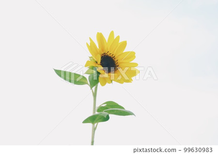 簡單的向日葵 99630983