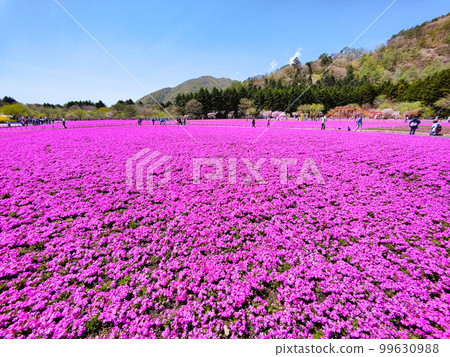 Fuji Shiba cherry-blossom Festival Fuji Shiba cherry-blossom Festival 99630988