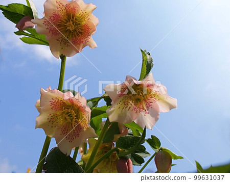 Close up of pink christmas rose flower Close up of pink christmas rose flower 99631037