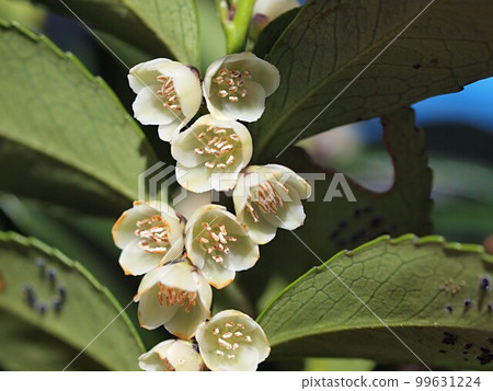 粳稻開花 99631224