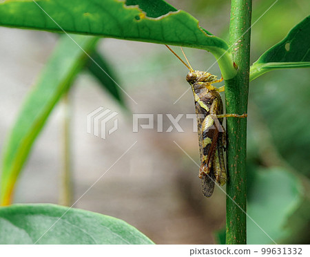 Brown grasshopper on a green leaf with blur background. 99631332