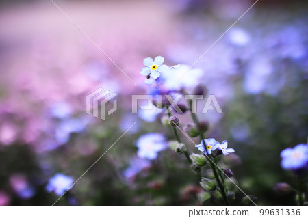 small blue flower field 99631336