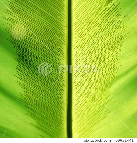 green leaf as background or texture 99631441