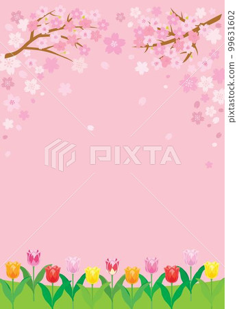 櫻花和郁金香粉色背景插畫 99631602