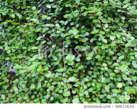 Green background, wire grass, foliage plant, copy space Green background, wire grass, foliage plant, copy space 99631629