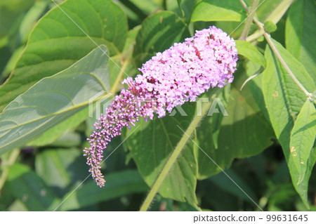 Fujifusautsugi (Fusafuji Kuuki) / Buddleia / Small pink flowers gather and bloom like a long, narrow cluster Fujifusautsugi (Fusafuji Kuuki) / Buddleia / Small pink flowers gather and bloom like a long, narrow cluster 99631645