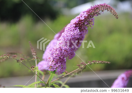 Fujifusautsugi (Fusafuji Kuuki) / Buddleia / Small pink flowers gather and bloom like a long, narrow cluster Fujifusautsugi (Fusafuji Kuuki) / Buddleia / Small pink flowers gather and bloom like a long, narrow cluster 99631649