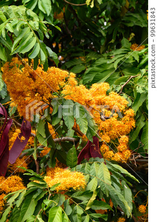 Beautiful yellow Ashoka tree flower blooming in garden 99631843