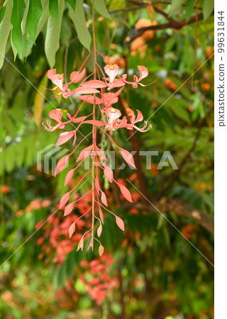 Red Amherstia nobilis flower on tree, Pride of Burma tree 99631844