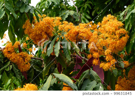 Beautiful yellow Ashoka tree flower blooming in garden 99631845