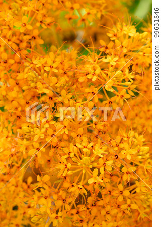 Beautiful yellow Ashoka tree flower blooming, Nature background 99631846
