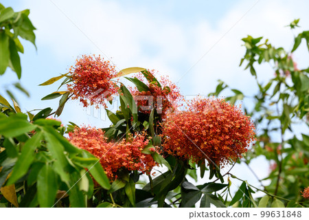 Beautiful Orange red Ashoka tree flower blooming in garden Beautiful Orange red Ashoka tree flower blooming in garden 99631848