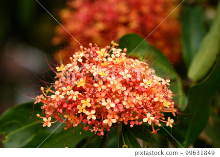 Beautiful Orange red Ashoka tree flower blooming in garden 99631849