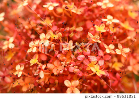 Beautiful Orange red Ashoka tree flower blooming, Nature background Beautiful Orange red Ashoka tree flower blooming, Nature background 99631851