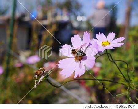 Cosmos and bees Fun time Copy space 99633807