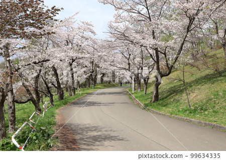 Cherry Blossom Festival Cherry Blossom Festival 99634335