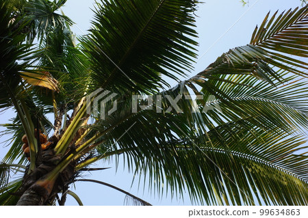Palm tree with fruit on coconut farm in thailand Palm tree with fruit on coconut farm in thailand 99634863