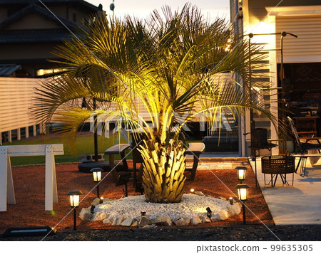 可可椰子樹點亮 可可椰子樹點亮 99635305