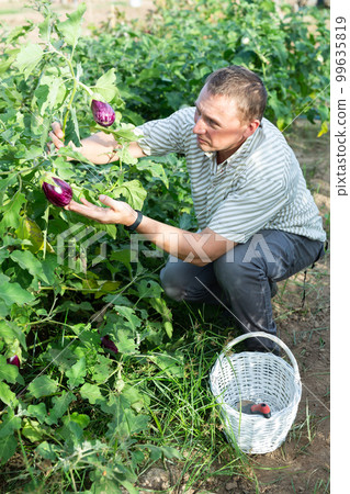 Man harvesting fresh eggplants in garden 99635819