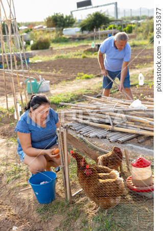 Aged woman collecting eggs of domestic chickens in coop on backyard 99635877