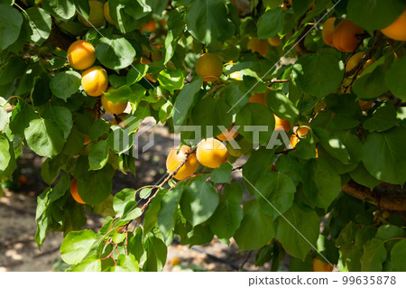 Ripe apricots on tree 99635878