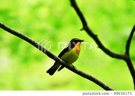 Early summer forest narcissus flycatcher chirping Early summer forest narcissus flycatcher chirping 99636173