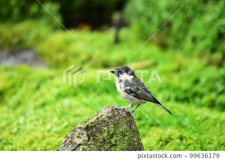 Giant Tit Perching on a Rock Giant Tit Perching on a Rock 99636179