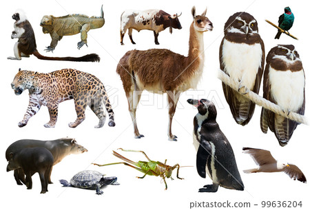 south america animals isolated 99636204