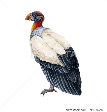 King vulture illustration. Bird of prey watercolor image. Hand drawn realistic detailed Sarcoramphus papa exotic tropical predator bird. King vulture illustration on white background 99636285
