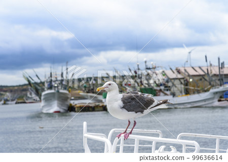 根室花崎港 99636614