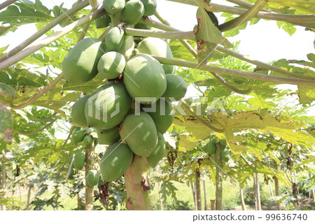 papaya farm for harvest are cash crops 99636740