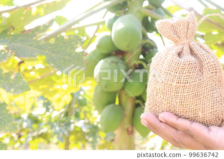 papaya farm for harvest are cash crops papaya farm for harvest are cash crops 99636742