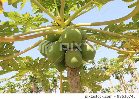 papaya farm for harvest are cash crops papaya farm for harvest are cash crops 99636743