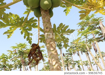 papaya farm for harvest are cash crops papaya farm for harvest are cash crops 99636745
