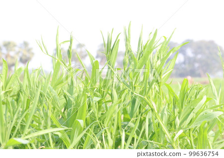 Lathyrus sativus farm for harvest 99636754