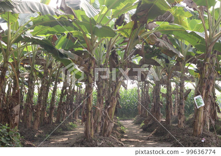 banana tree farm for harvest banana tree farm for harvest 99636774
