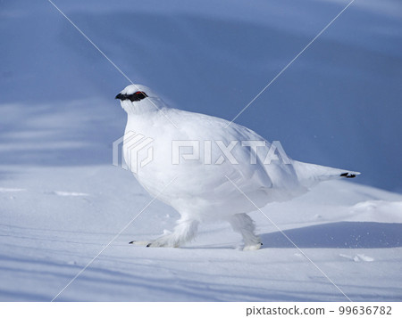 Male Grouse in February 99636782
