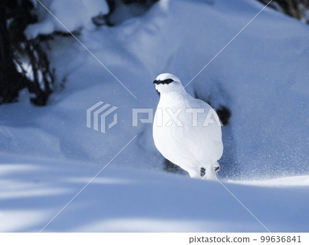 Male Grouse in February 99636841