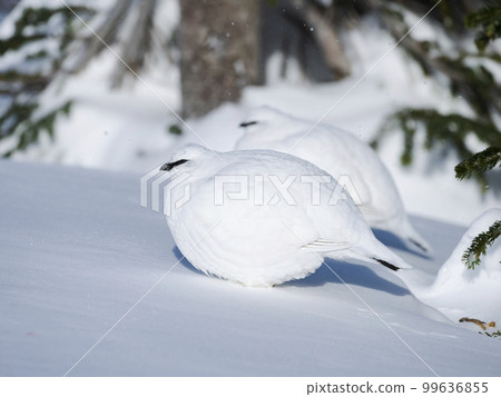 兩隻雄雷鳥在林區越冬 兩隻雄雷鳥在林區越冬 99636855