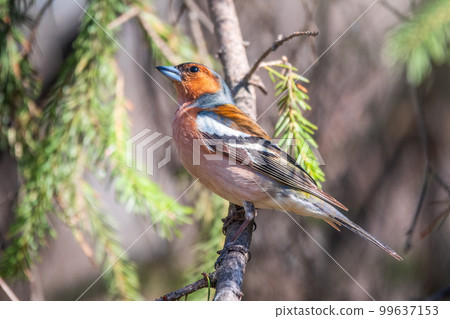Common chaffinch, Fringilla coelebs, sits on a branch in spring on green background. Common chaffinch in wildlife. 99637153