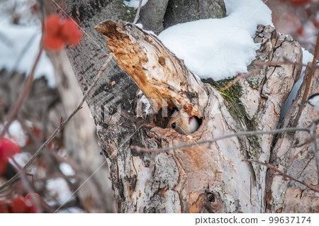 The squirrel sticks its head out of a hole in tree 99637174