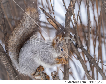 The squirrel with nut sits on tree in the winter or late autumn The squirrel with nut sits on tree in the winter or late autumn 99637233