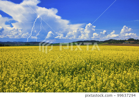 波希米亞美麗的油菜花田 99637294