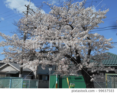 Sakura 99637583