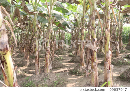 banana tree farm for harvest banana tree farm for harvest 99637947