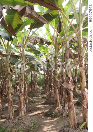 banana tree farm for harvest banana tree farm for harvest 99637948