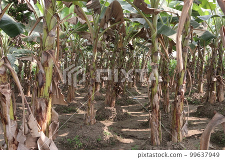 banana tree farm for harvest banana tree farm for harvest 99637949