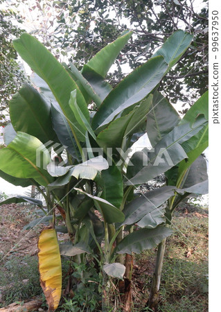 banana tree farm for harvest banana tree farm for harvest 99637950