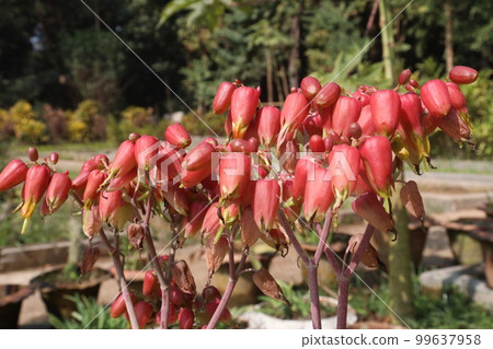 pink colored Kalanchoe laxiflora flower farm pink colored Kalanchoe laxiflora flower farm 99637958